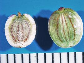   Fruits:   Pastinaca sativa ; Photo by A. Margina, USDA APHIS PPQ, imageID.idtools.org
